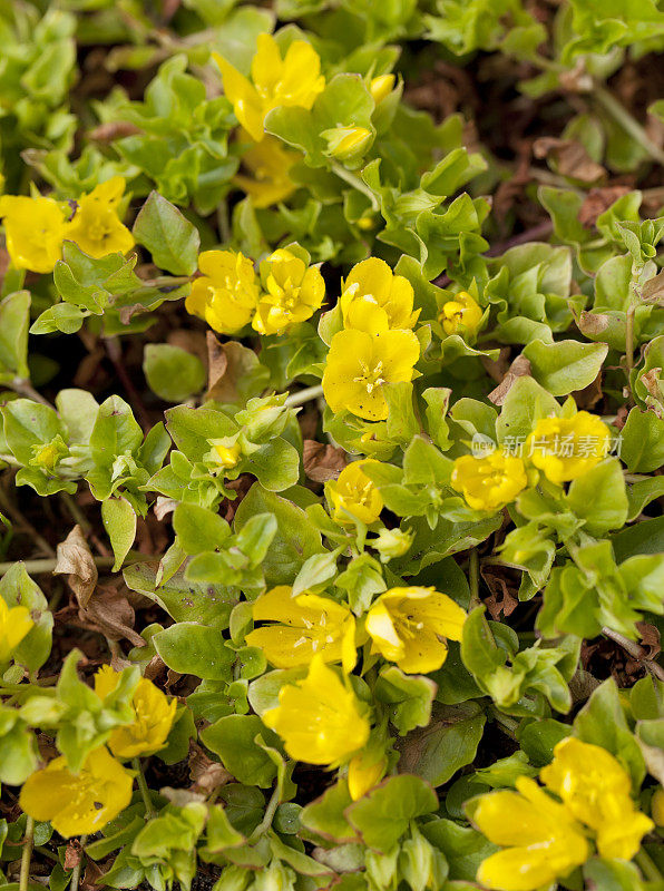 Moneywort, creepjenny (Lysimachia nummularia)